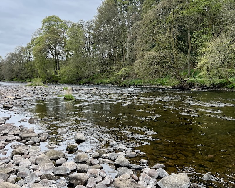 Hooked on Brown Trout since 1982…